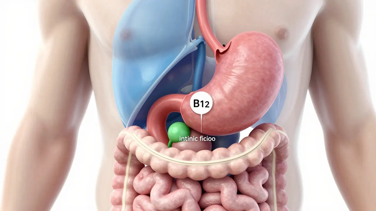 Schéma trávicího systému ukazující vstřebávání vitamínu B12 ve střevech